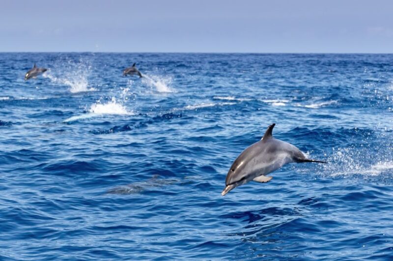 Benalmadena: Dolphin Watching Boat Tour - The Importance of Responsible Marine Wildlife Observation