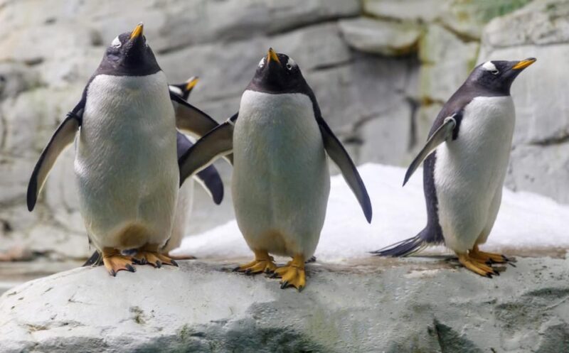 Benalmadena: Selwo Marina Admission Ticket - Key Points