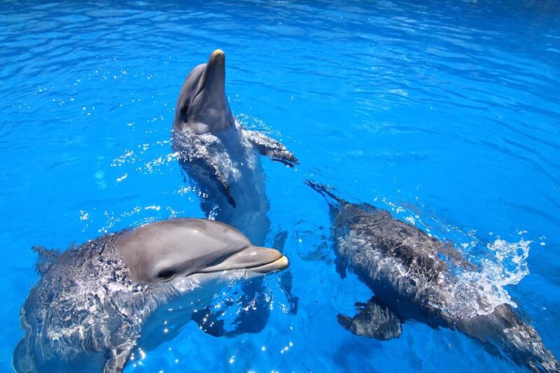 Benalmadena: Selwo Marina Admission Ticket - Practical Tips for Visiting Selwo Marina