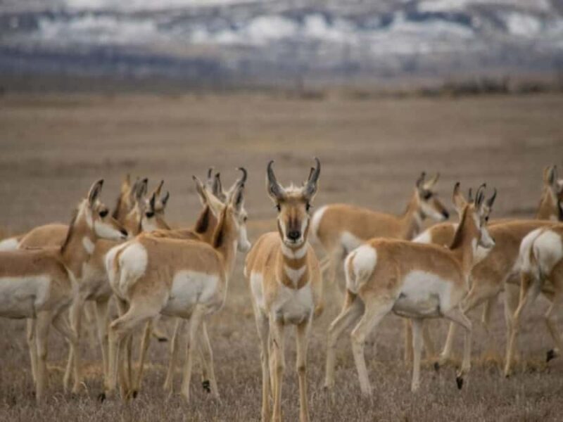 Bend: High Desert Museum Entry Ticket - Otters and Riparian Ecosystems