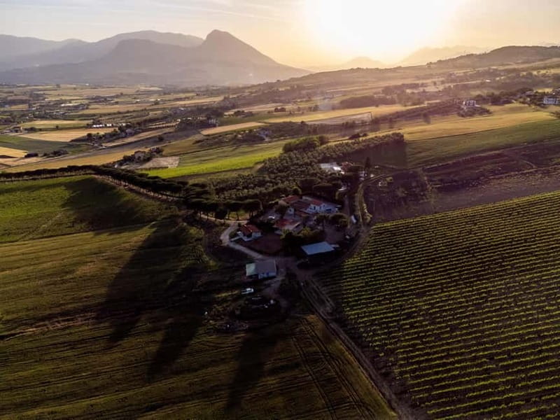 Benevento: picnic among the olive groves of the Sannio and tour of the estate - Discover the Sannio Region Near Benevento in Just 2 Hours