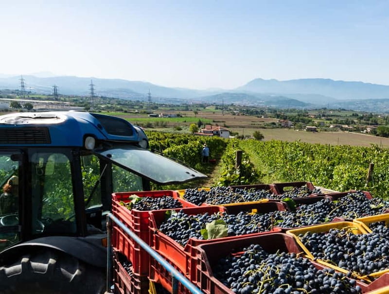 Benevento: picnic among the olive groves of the Sannio and tour of the estate - Guided Walk Through the Estate’s Crops and Farm Animals