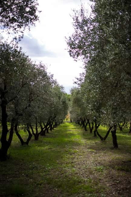 Benevento: picnic among the olive groves of the Sannio and tour of the estate - Accessibility and Practical Tips