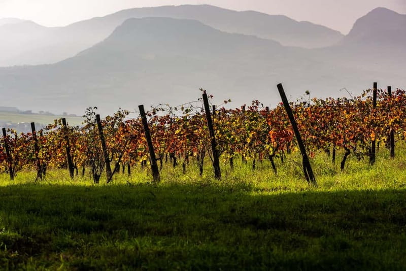 Benevento: picnic among the olive groves of the Sannio and tour of the estate - Final Thoughts on the Benevento Olive Grove Picnic and Estate Tour