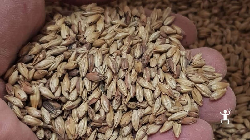 Benevento: visit and tasting at a brewery in Apollosa - Visiting the Microbrewery Near Benevento: Location and Arrival