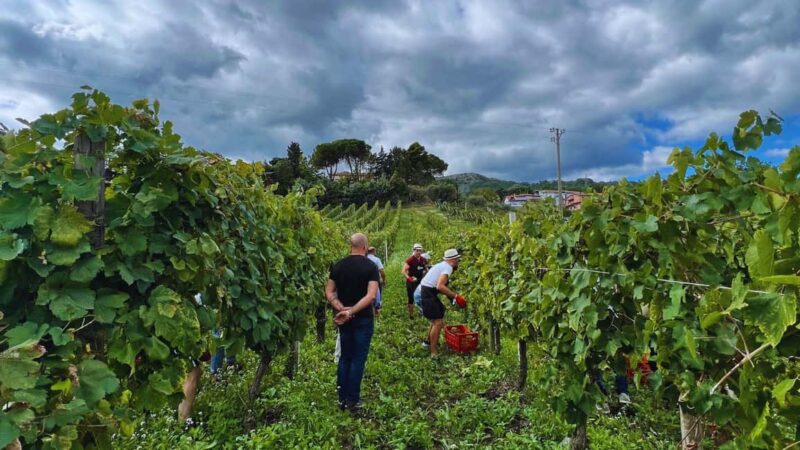 Benevento: Winery Tour with Wine Tasting and Snacks - The Wines Tasted and Regional Pairings