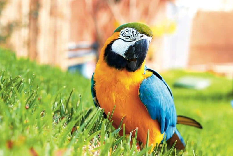 Benidorm: Mundomar Animal Park Entrance Ticket - Exciting Dolphin and Sea Lion Shows in Mundomar