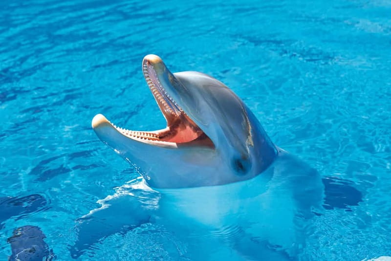 Benidorm: Mundomar Animal Park Entrance Ticket - Parrot and Bird Shows: Agile Moves and Fascinating Facts