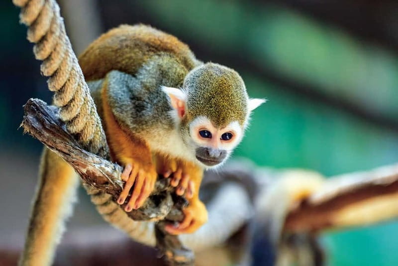 Benidorm: Mundomar Animal Park Entrance Ticket - Accessibility and Practical Tips for Visiting Mundomar