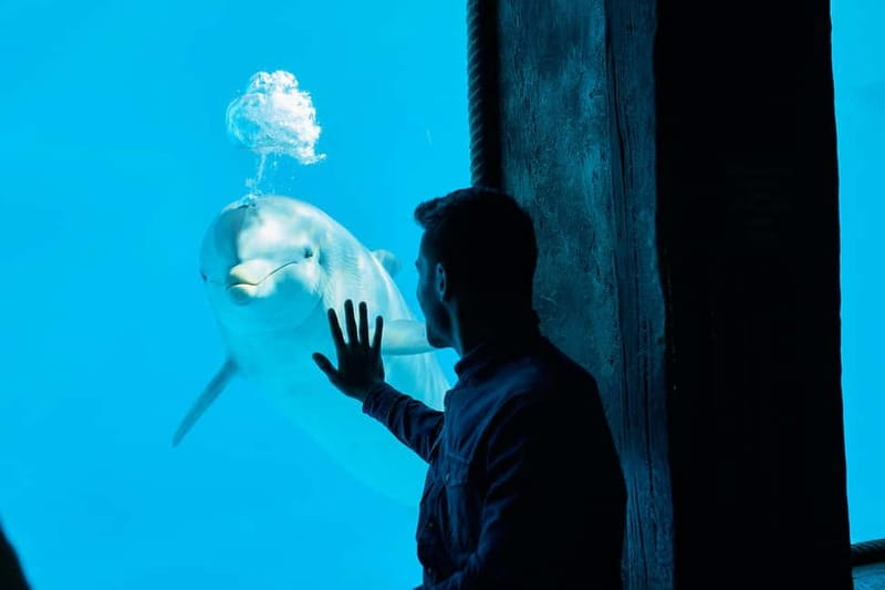 Benidorm: Mundomar Animal Park Entrance Ticket - Comparing Mundomar with Nearby Attractions