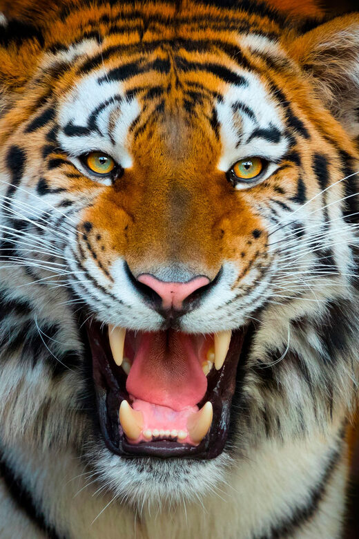 Benidorm: Terra Natura and Aqua Natura Combo Day Ticket - Exciting Combo Ticket for Land and Water Adventures in Benidorm