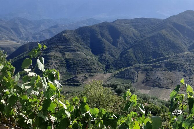 Berat 4x4 Off-Road and Vineyard Wine Tasting - Wine Tasting at Vila Hadaj in Malinat