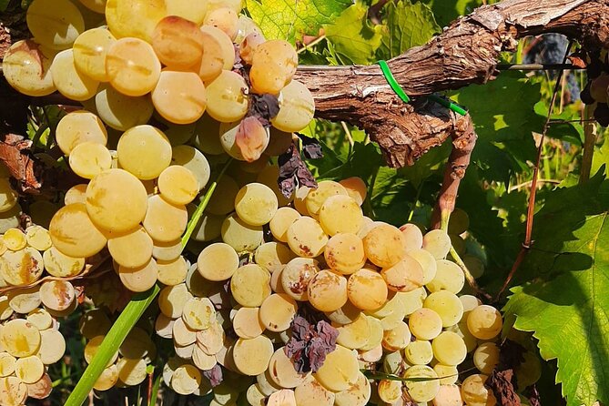 Berat 4x4 Off-Road and Vineyard Wine Tasting - Cultural and Scenic Benefits of the Tour