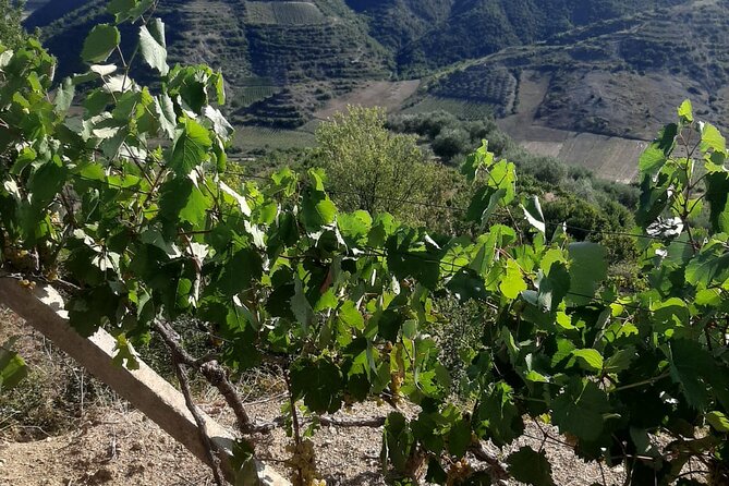 Berat 4x4 Off-Road and Vineyard Wine Tasting - Lunch of Albanian Dishes to End the Day