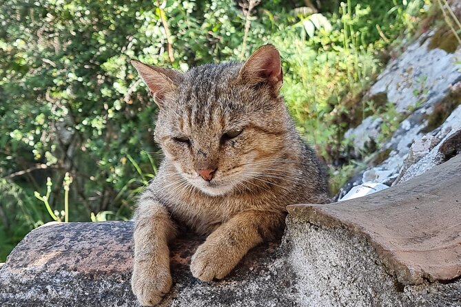 Berat Full Day Trip from Tirana - The Holy Trinity Church and Its Medieval Significance