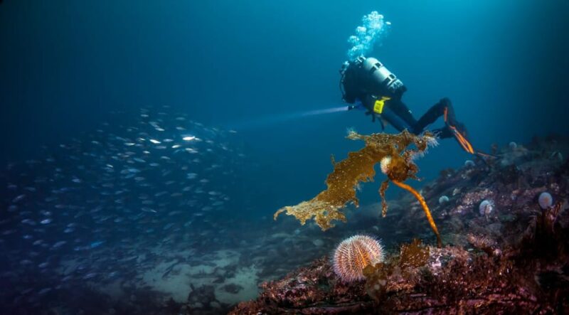 Bergen: Guided Scuba Diving - The Cost and What’s Included