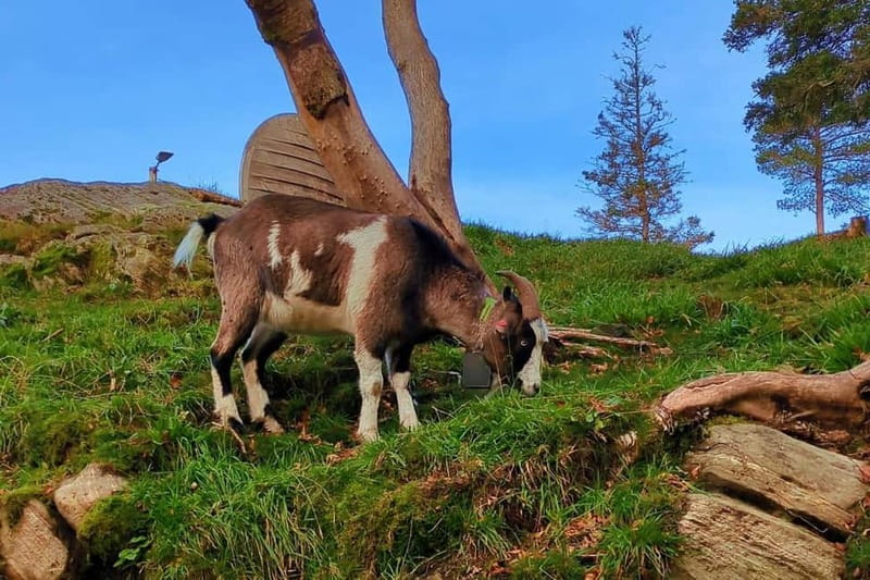 Bergen Like a Local: Culture, Views, and the Stave Church - Key Points