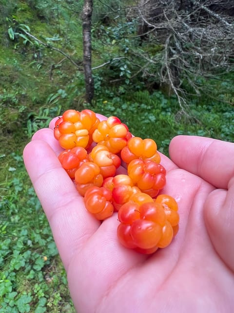 Bergen Magical Nature Tour | ViFlowExperience - Practical Details and Accessibility