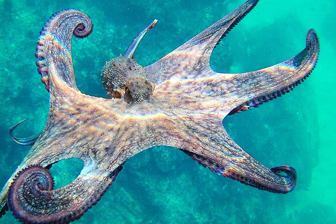 Berlengas Island Catamaran Tour + Snorkeling - Key Points