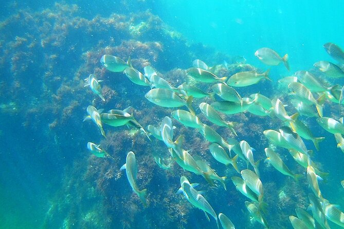 Berlengas Island Catamaran Tour + Snorkeling - Exploring Berlenga Island: Hiking and Fortress Visits
