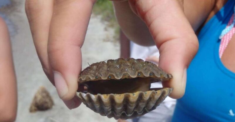 Berlin: Assateague Island Wildlife Discovery Kayak Tour - Learning About Assateague’s Natural and Cultural History