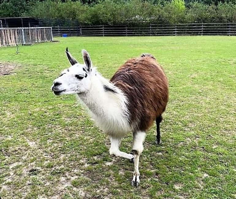 Berlin: (E)-Bike & Boat: The City's Biggest Lake & Lagoon - Unique Features of the Solar Ferry Passage and Waterways