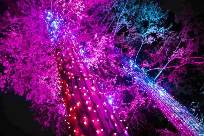 Berlin: Entry Ticket to Christmas at Tierpark - A Night of Light and Festive Flavors