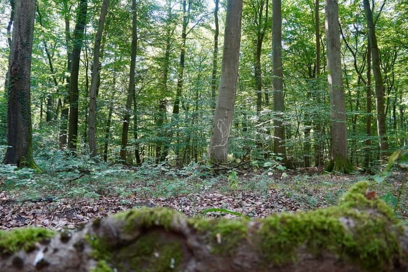 Berlin: Historical Tour along the Death March Path with Car - Accessibility and Physical Considerations