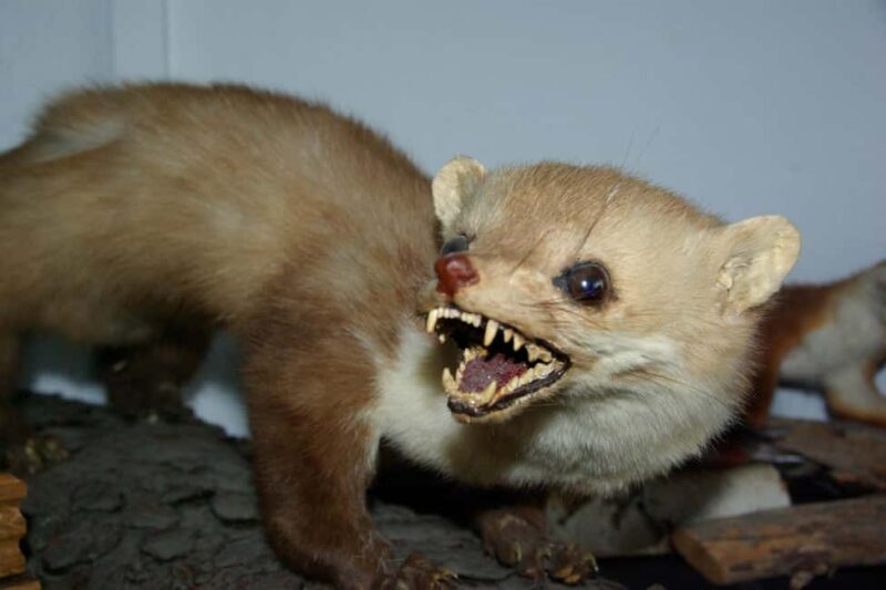 Berlin: Interactive Sherlock Holmes Live Escape Theater - Discover the Charm of Sherlock Holmes Authentic Berlin Apartment