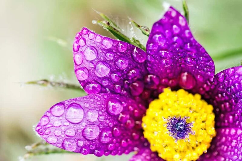 Berlin: Macro photography course - Nature in detail - Key Points