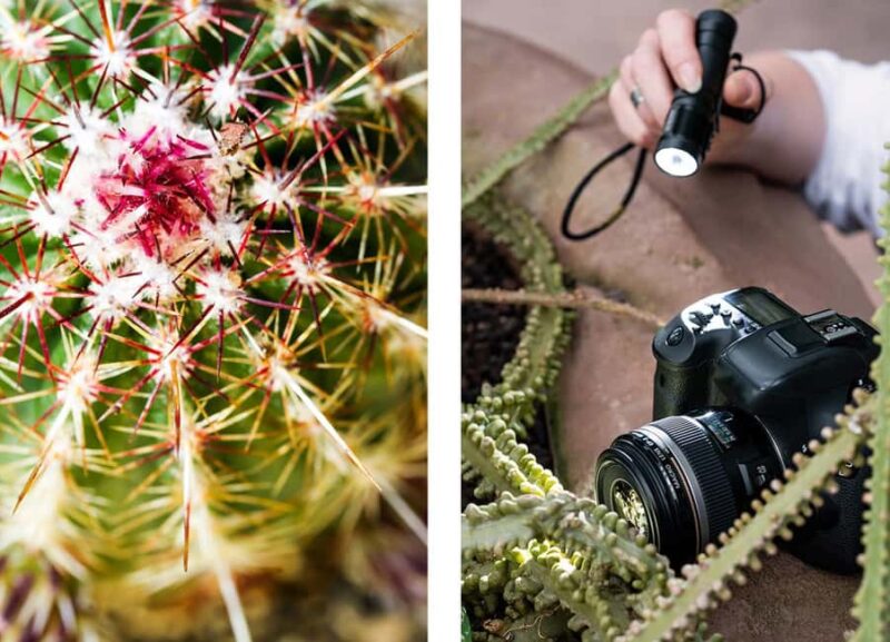 Berlin: Macro photography course - Nature in detail - Practical Equipment Support During the Course
