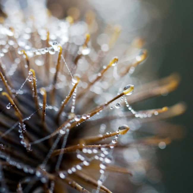 Berlin: Macro photography course - Nature in detail - Focus on Natural Light and Small Aids for Stunning Shots