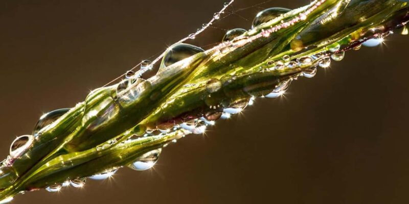Berlin: Macro photography course - Nature in detail - Meeting Point and Course Schedule in Berlin’s Rose Garden