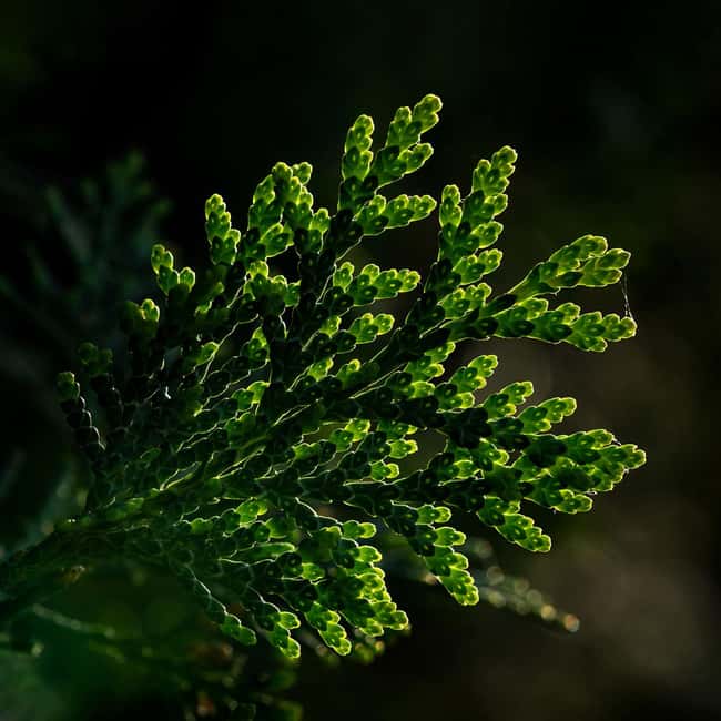 Berlin: Macro photography course - Nature in detail - Flexibility with Booking and Language Options