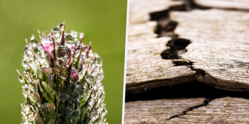 Berlin: Macro photography course - Nature in detail - Why This Tour Stands Out in Berlin