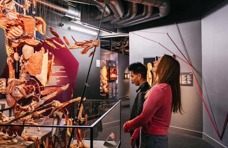 Berlin: Tickets for the BODY WORLDS Museum in Berlin - Limitations and Considerations