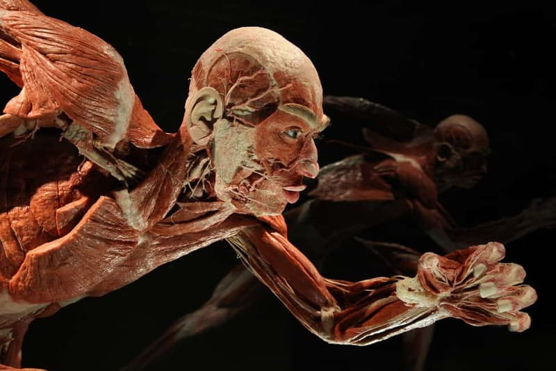 Berlin: Tickets for the BODY WORLDS Museum in Berlin - Frequently Asked Questions