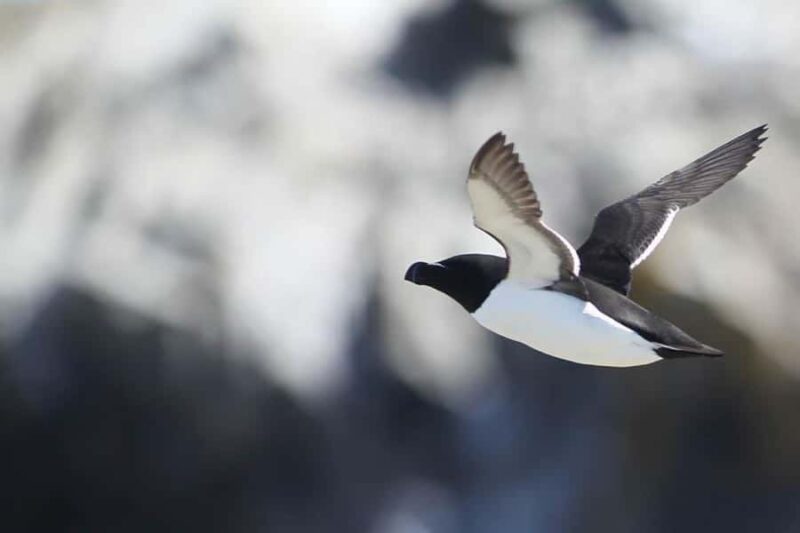 Berthier-sur-Mer: 1000 Razorbill Penguins Observation Cruise - Observation Decks and Scenic Views on the River