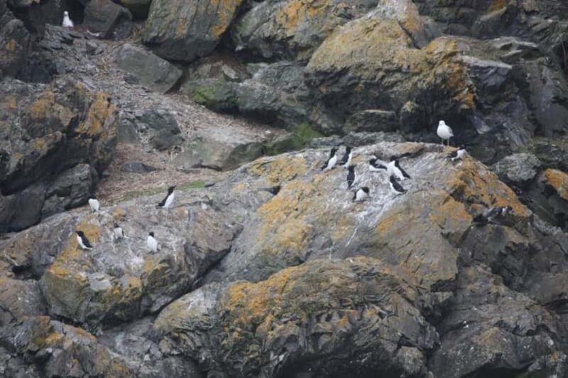 Berthier-sur-Mer: 1000 Razorbill Penguins Observation Cruise - What to Bring and What to Expect