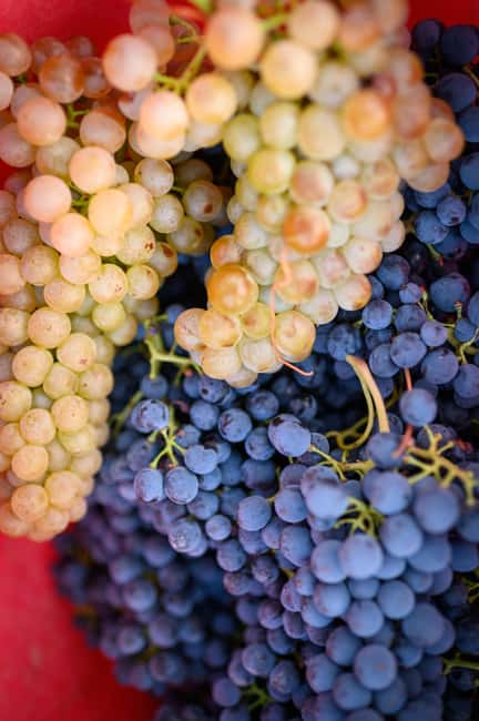 Bertinoro: Romagna Wines Authentic Tasting Experience - Key Points