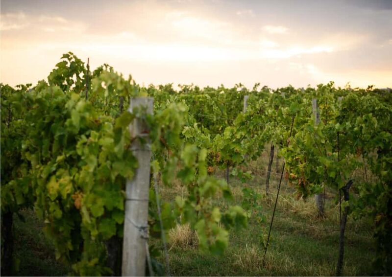 Bertinoro: Romagna Wines Authentic Tasting Experience - Visiting a Family-Run Winery in Bertinoro