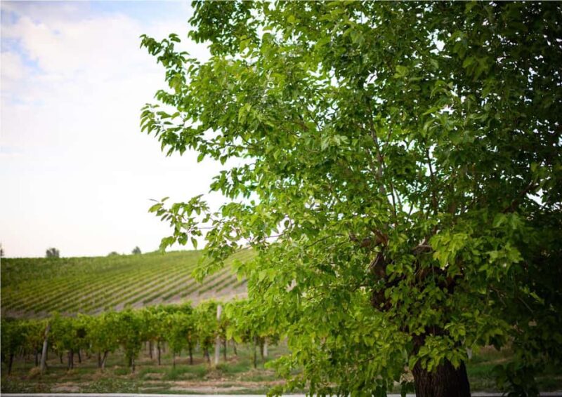 Bertinoro: Romagna Wines Authentic Tasting Experience - The Option to Tour the Vineyards