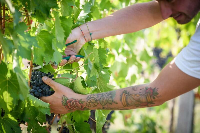 Bertinoro: Romagna Wines Authentic Tasting Experience - Logistics and Booking Details