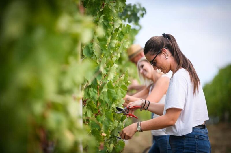 Bertinoro: Romagna Wines Authentic Tasting Experience - Who Will Enjoy This Wine Tasting Experience?