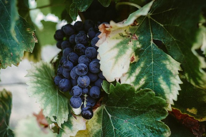 Bertrand Bosc wine and food tour in Pic St Loup - Wine Tasting at the Office de Tourisme du Grand Pic Saint-Loup