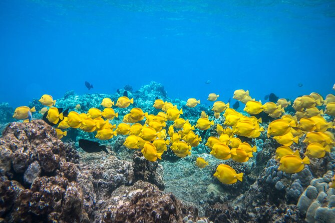 Best Coral Reef Snorkel Tour in Kona - Protected Marine Sanctuary - Exciting Small-Group Snorkeling Adventure at Kealakekua Bay