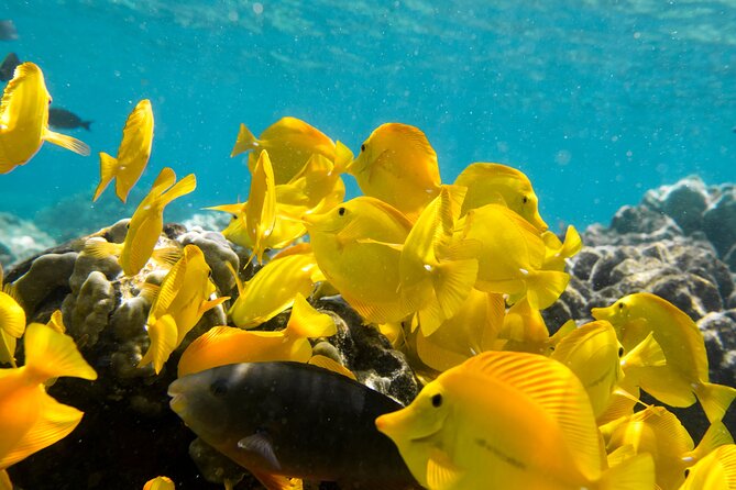 Best Coral Reef Snorkel Tour in Kona - Protected Marine Sanctuary - Expert Guides Leading the Reef Exploration