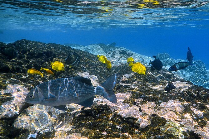 Best Coral Reef Snorkel Tour in Kona - Protected Marine Sanctuary - Meeting Point and Practical Details