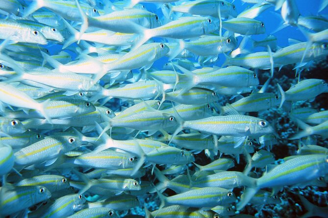 Best Coral Reef Snorkel Tour in Kona - Protected Marine Sanctuary - Marine Life Encounters at Kealakekua Bay