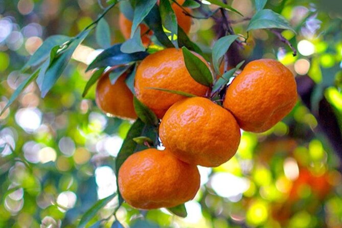 Best Corfu Tour with Boat Trip & Old Town for Cruise Passengers - The Liston: Elegant Venetian-Inspired Architecture